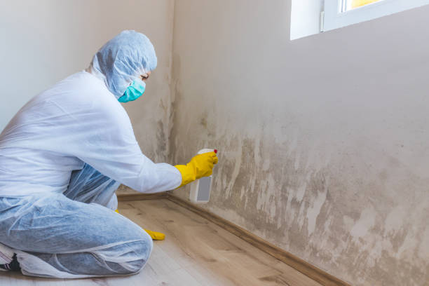Licensed Basement Mold Remediation service in Strasburg, VA - WQB Mold Removal